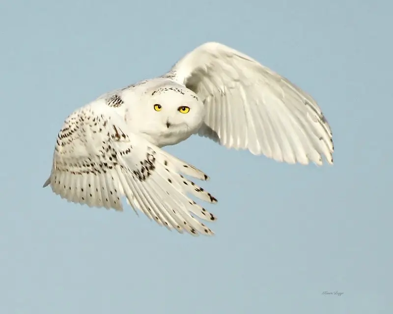 Snowy Owl In Flight - 8 X 10 Print 1