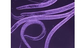 Steinernema Feltiae 1