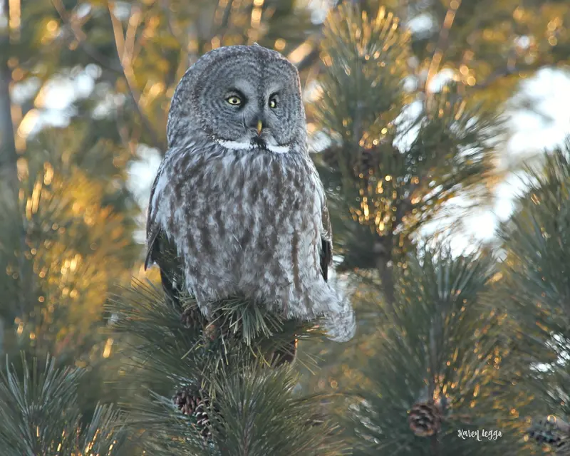 Sunrise Surprise Great Gray Owl Print 1