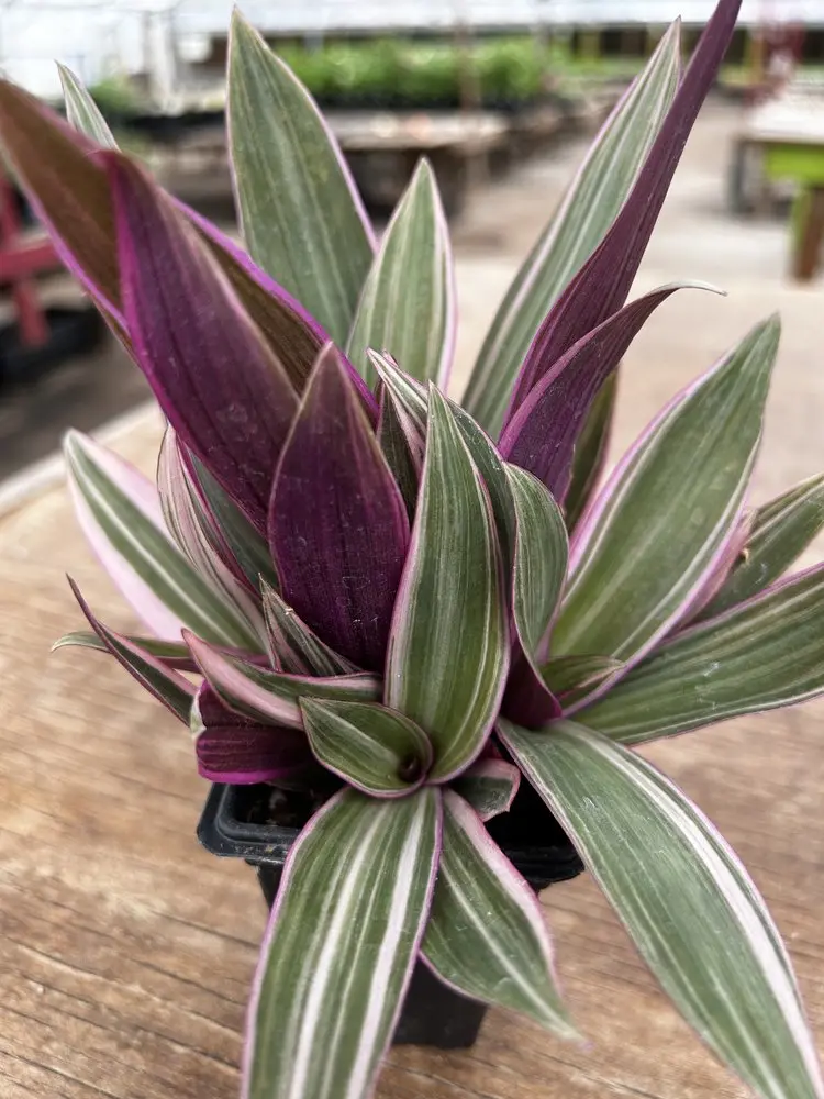 Tradescantia Tricolor 1
