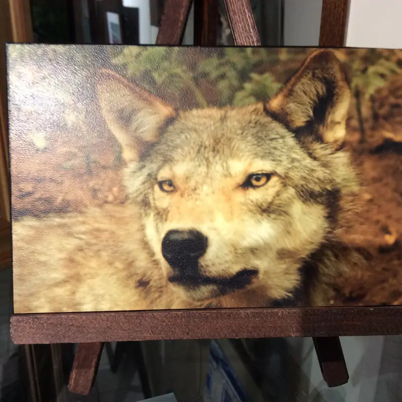 Wolf - Rough Canvas On Hand Stained Easel 1