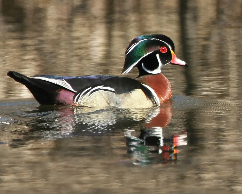 Wood Duck Print 1