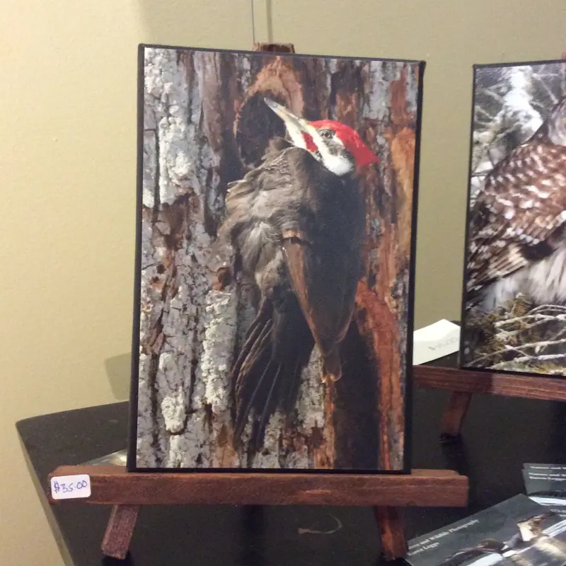 Woodpecker On Easel 1
