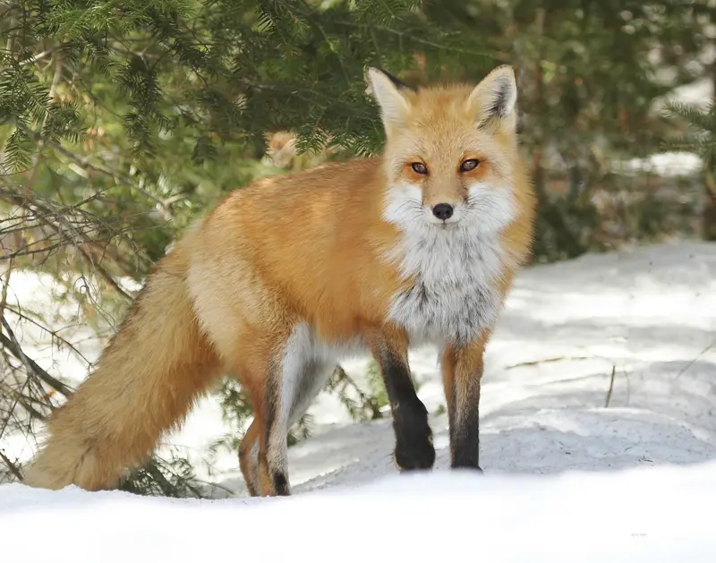 Young Algonquin Red Fox Print 1