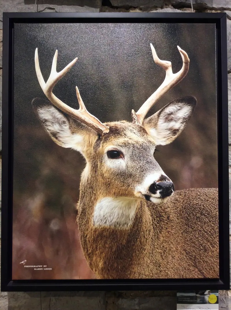 Young Buck At Lemoine Point 1