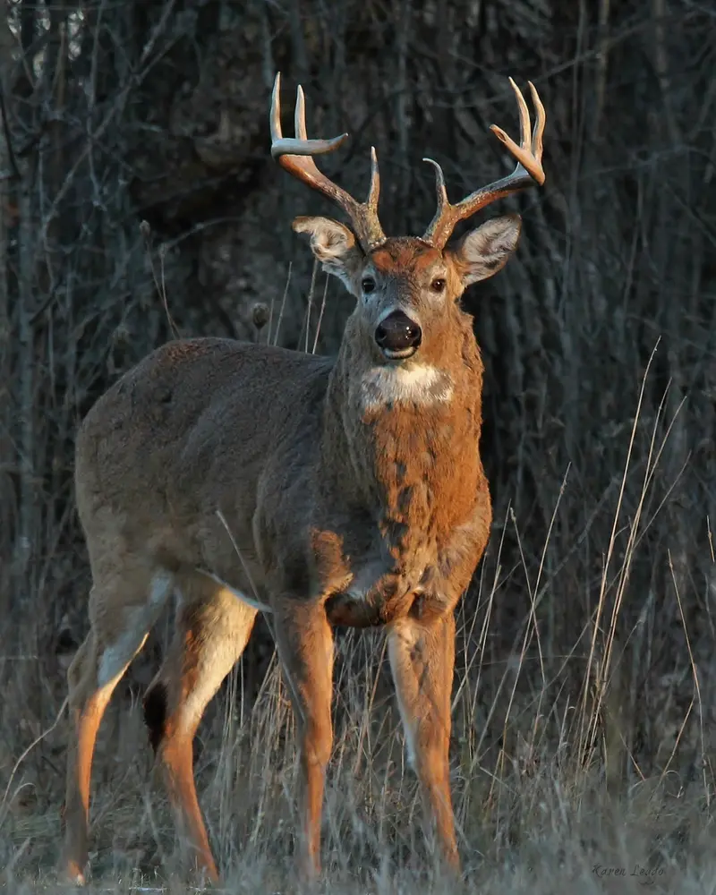 Young Buck Taken At Lemoine Point 1